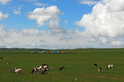 内蒙古草原，是目前中国最佳的天然牧场之一，更是一处旅游胜地图片3