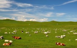内蒙古草原，是目前中国最佳的天然牧场之一，更是一处旅游胜地图片9