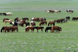 内蒙古草原，是目前中国最佳的天然牧场之一，更是一处旅游胜地图片5