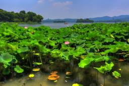 杭州西湖，位于浙江省杭州市西面，中国十大风景名胜之一图片3